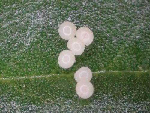 Réf. 290 327 : Ocneria rubea